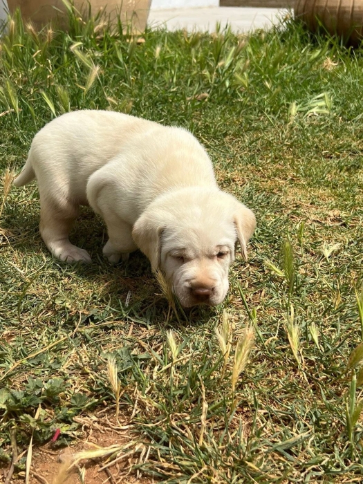 Labrador 👑