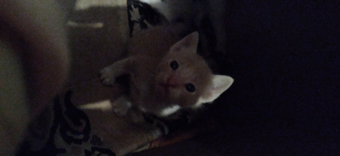 Un chat sondré à vendre