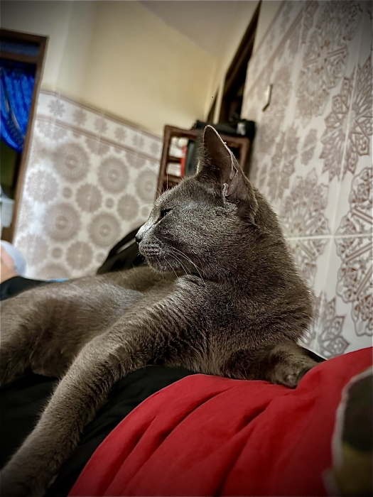 Chat bleu russe à vendre 🐈‍⬛🐈‍⬛ Ville : kenitra :  ↗️ Sexe : féminin ✅   Num: 0626716703 NB: seulement les intéressés