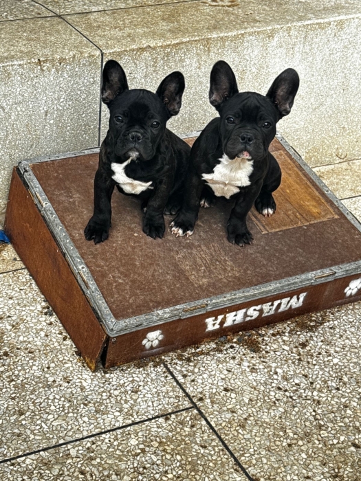 Bouledogue Français à vendre – Casablanca 🐶