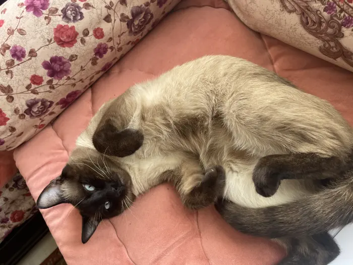 J’offre mon chat siamois