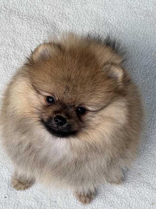 Spitz Pomeranien 🔥