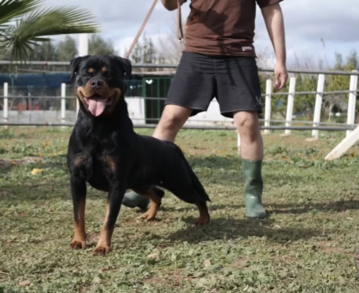 Rottweiler pedigrée confirmé