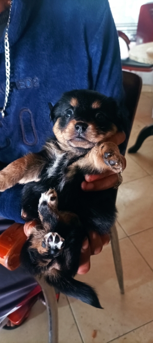 Caniche de race pure