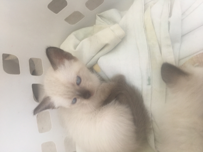 Chaton Siamoi seuvre gratuit