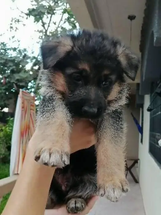 Chiots berger allemand