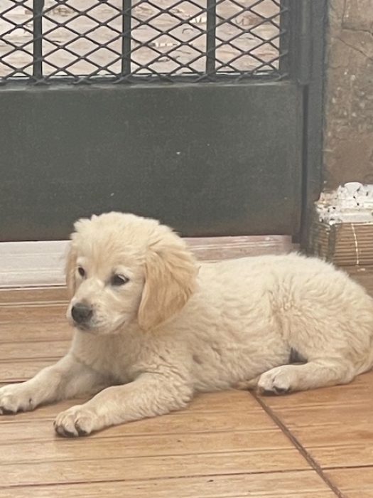 Golden Retriver adorable