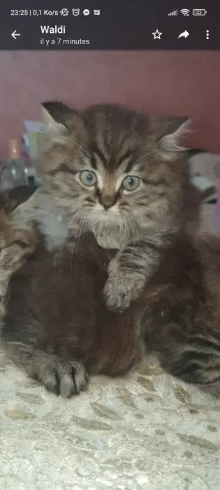 Chat persan chanchilla