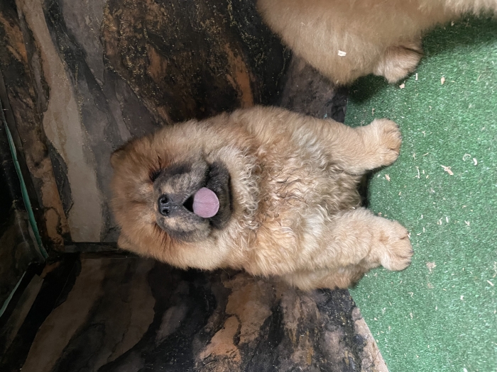 Chowchow