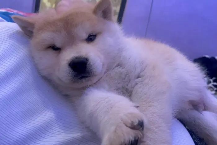 Chiot akita
