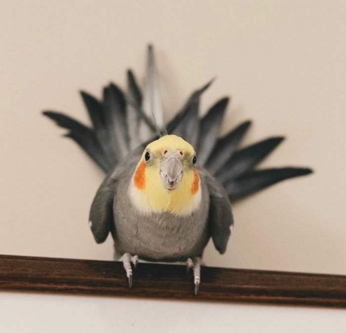 Des oiseaux bien dressé à Casablanca