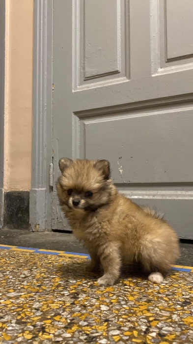 Spitz pomeranian