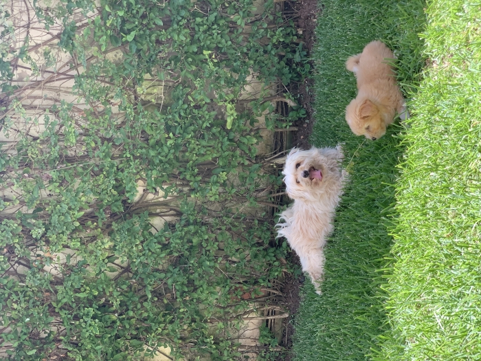 Bichon havanais de race pure