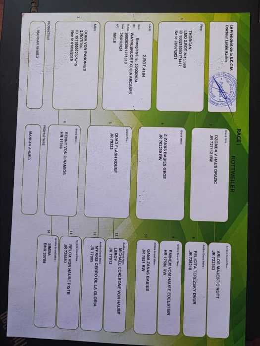 Rootweiler pure race