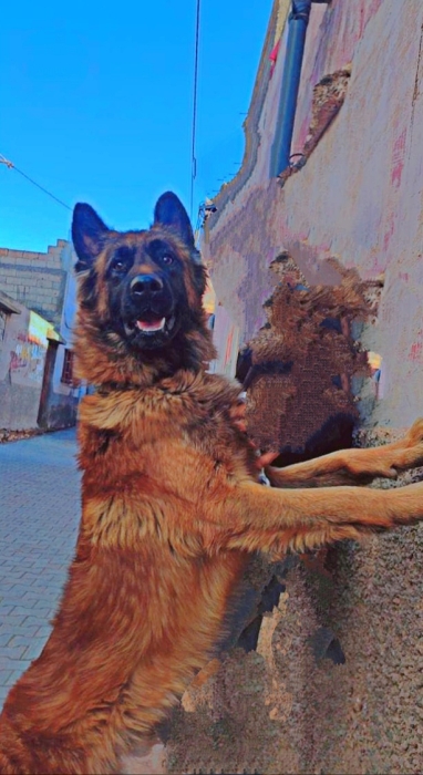 Berger belge Tervuren