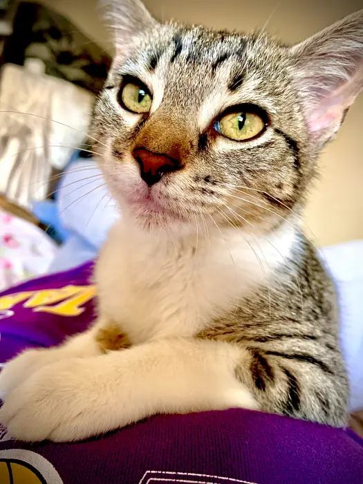 Chatte à adopter gratuitement