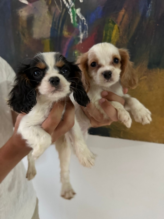 Cavalier king Charles