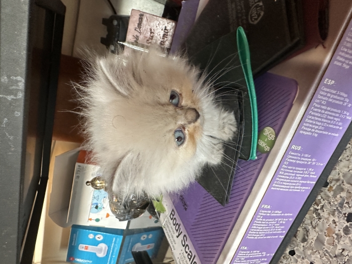 chaton persan a adopter