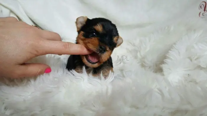 Yorkshire femelle chiot