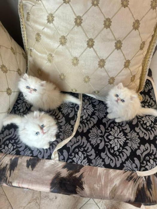 Persan Himalayan blanc