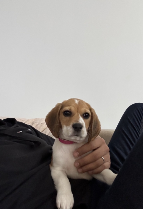 Chiot Beagle a vendre