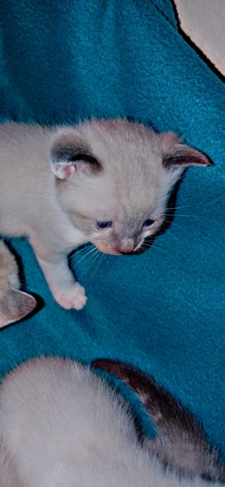 siamo tiger male et femelle