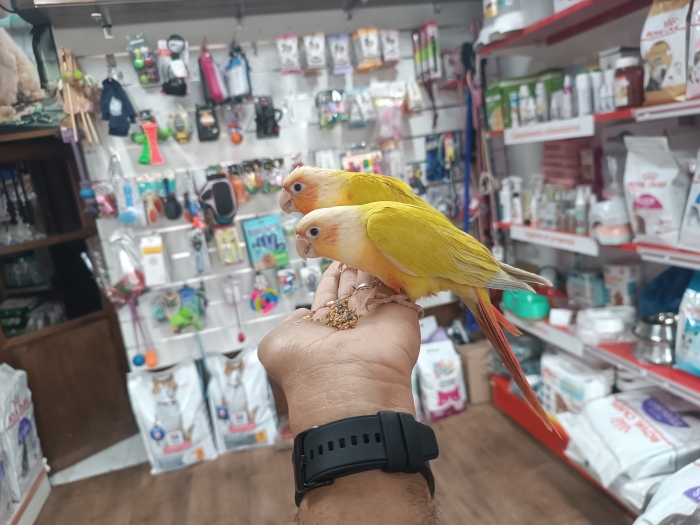 Conure de molina mutation suncheek