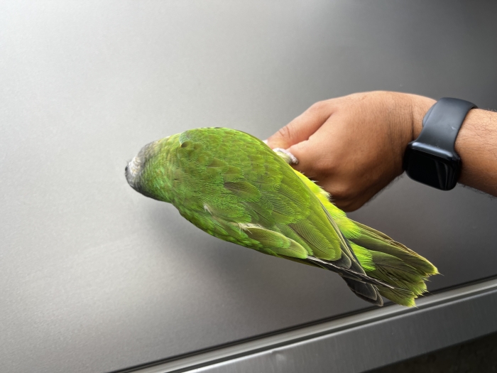 Bebe youyou de Sénégal