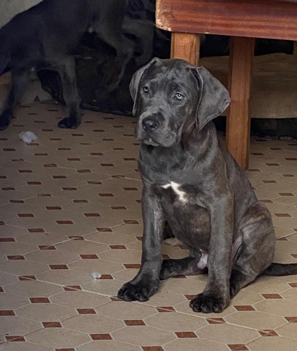 Chios cane corso à bas prix