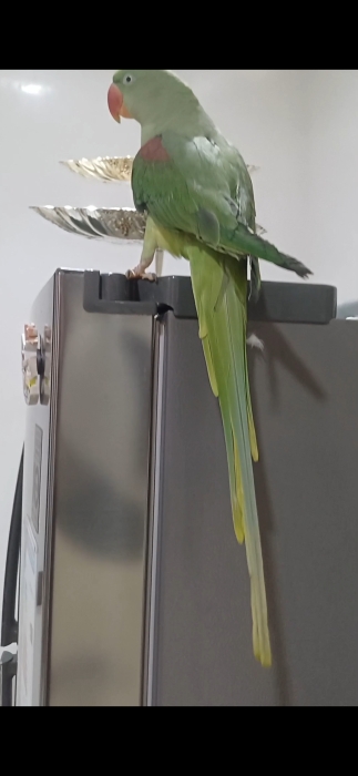 Perroquet alexandre femelle