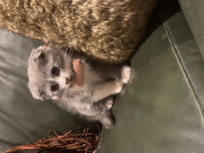 Scottish Fold femelle