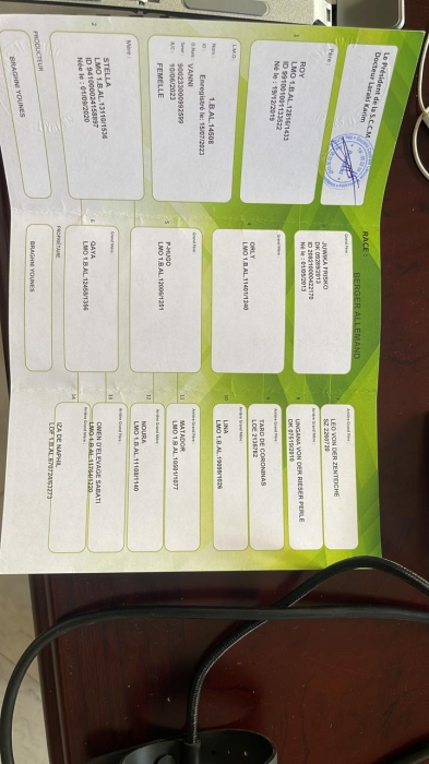 Femelle berger allemand pédigrée (14 mois)