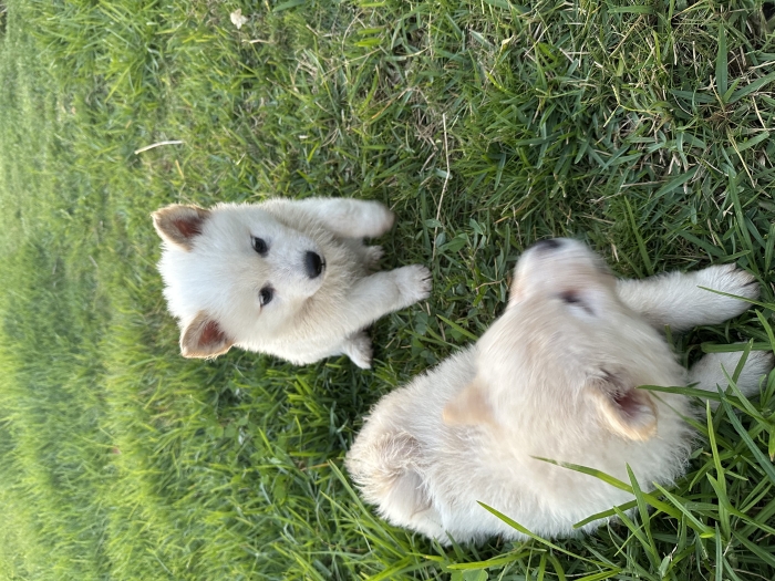 Chiot samoyede race pure