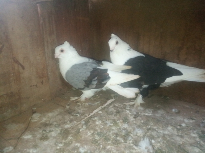 المغرب أكادير