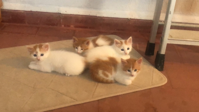 Lovely petit chatons de 2 mois a donné