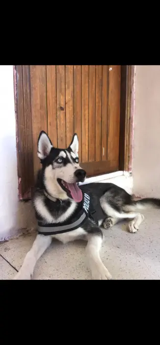Husky