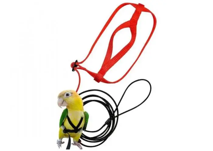 harnais et laisse pour oiseau