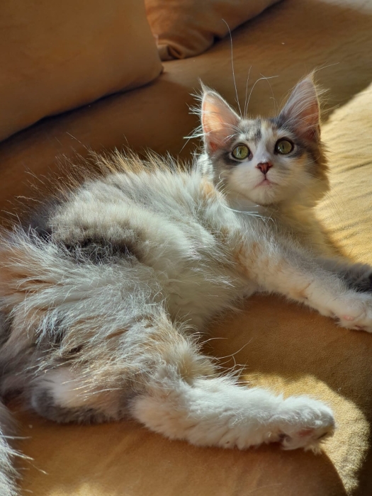 Croisement de race mainecoon