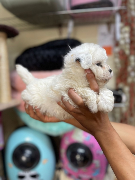 Chiots bichon havanais