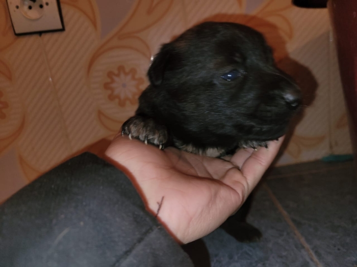 Des chiots malinois charbonnés