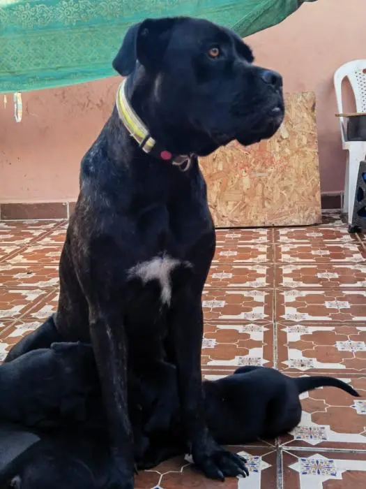 Chiots cane corso