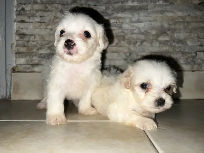 Bichon maltai petite taille