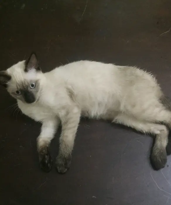 Siamois mâle pour adoption à casa