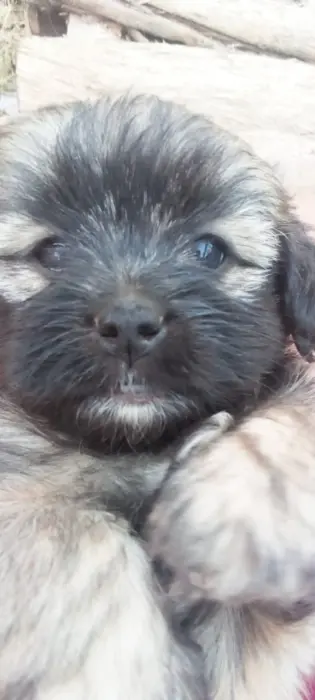 Chiot norfolk-yorkshire