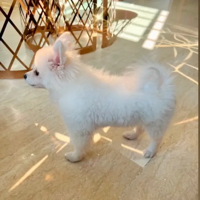 Spitz nain femelle blanche