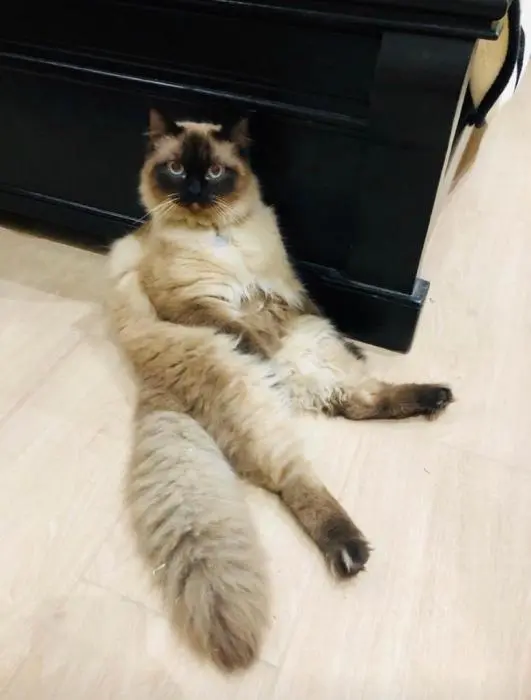 SIAMOIS BALINAIS PURE RACE