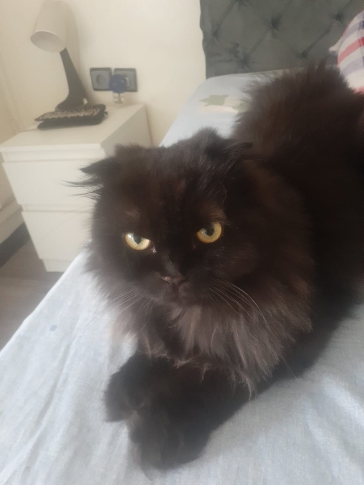 scotish Fold Black and Grey