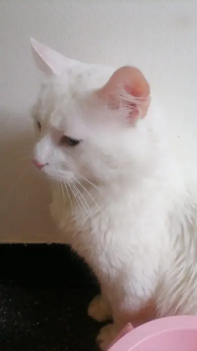 chat  pour adoption gratuitement