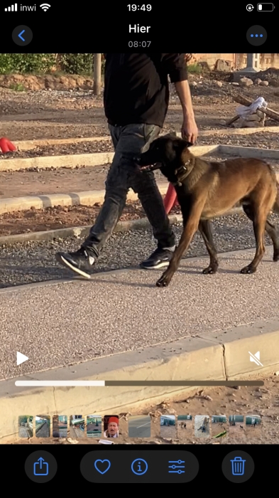 Chien malinois bien dressé