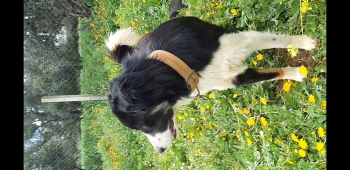 Border Collie